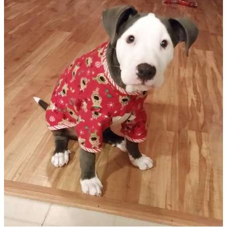 Large breed dog pajamas, flannel, lounge wear, sleepwear, pjs - made to order, custom size - size S to XXL thumb