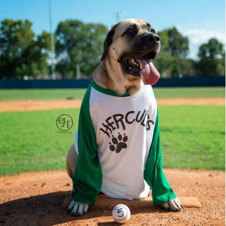 Hercules Dog T-shirt 3/4 sleeve raglan shirt thumb